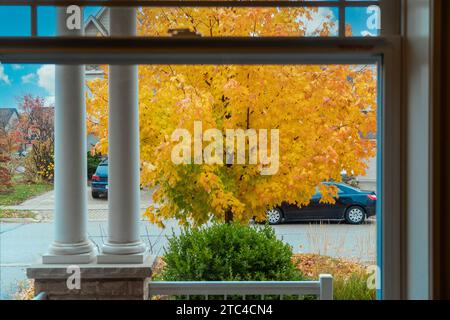 Herbstahorn mit goldenen Blättern wächst auf dem Rasen vor dem Haus unter dem Fenster Stockfoto