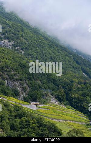 Züge zwischen Weinbergen in der Nähe von Aigle im Kanton Waadt, Schweiz Stockfoto