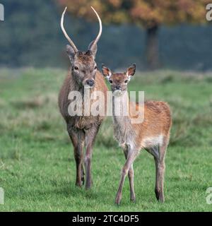 Rotwild Junge Männchen und Kalb Stockfoto