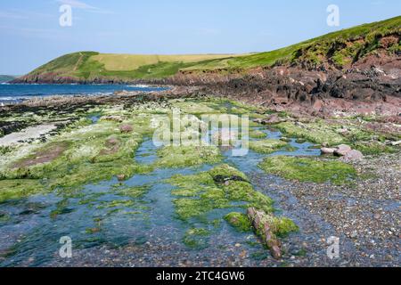 Moosige Felsen und Felsenbecken am Rande des Manorbier Beach Pembrokeshire Stockfoto