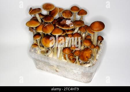 Psilocybe cubensis „Magic Mushrooms“ – ZUCHTSET Stockfoto