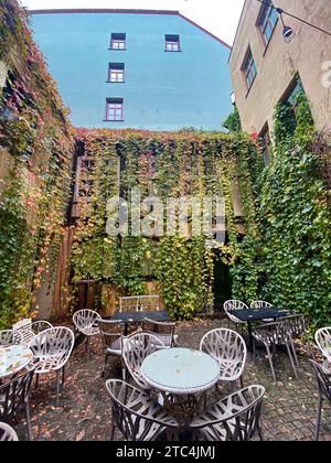 Wunderschöne grüne Pflanzen in Herbstfarben, die eine Fassadenwand auf einer Außenterrasse in Riga, Lettland, bedecken Stockfoto