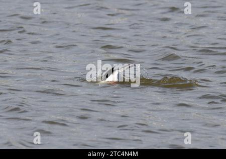 Büffelkopf, Bucephala Albeola, männliches Tauchen nach Beute Stockfoto