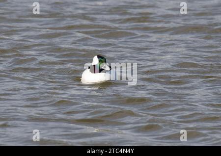 Bufflehead, Bucephala Albeola, männlich Stockfoto