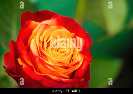 Schöne rote und gelbe zweifarbige Rose aus nächster Nähe. Anbau von dekorativen Rosen im Garten. Natürlicher Hintergrund. Stockfoto