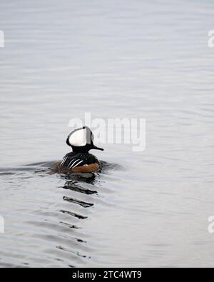 Ein Merganser drake mit Kapuze, Lophodytes cucullatus, schwimmt im Lake Pleasant in den Adirondack Mountains, NY an einem bewölkten Wintertag. Stockfoto