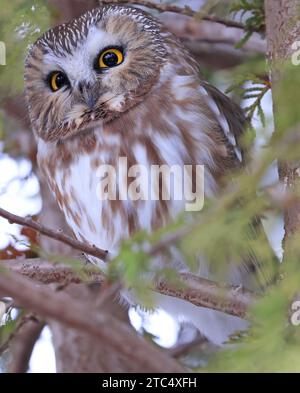 Nördliche Sägewhet Eule auf einem Ast stehend, Quebec, Kanada Stockfoto