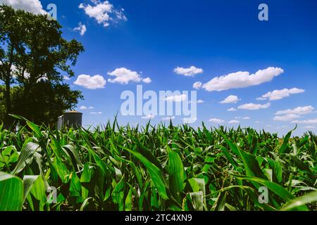 Land einer grünen Maisfarm mit Silos im Hintergrund. Landwirtschaftliche Region der argentinischen Pampas. Mit Mais bewirtschaftete Felder. Nahansicht. Stockfoto