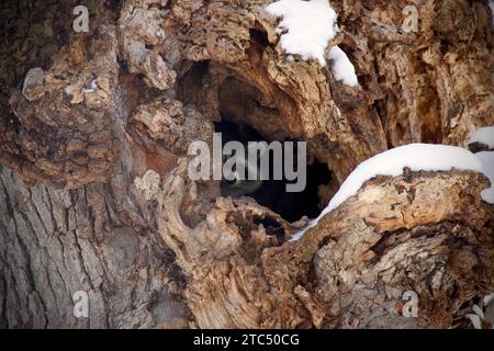 Waschbär im Baum Stockfoto