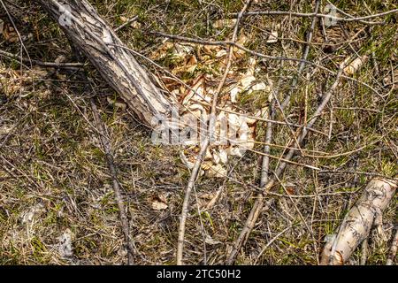 Biber kauen Weiden Stockfoto