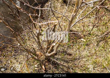 Biber kauen Weiden Stockfoto