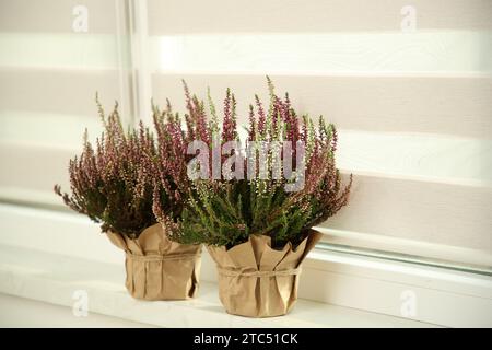 Wunderschöne Heidekraut Blumen in Töpfen auf Fensterbank drinnen Stockfoto