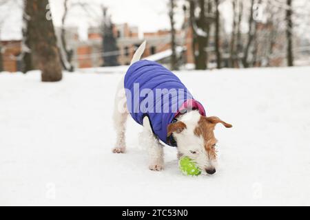 Niedlicher Jack Russell Terrier, der mit Spielzeugball im schneebedeckten Park spielt Stockfoto