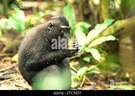 Ein Haubenmakaken (Macaca nigra) isst eine Frucht, während sie auf dem Boden im Tangkoko-Wald in Nord-Sulawesi, Indonesien sitzt. Primaten gehören neben Nashornvögeln und anderen Wildtieren zu den großkörnigen, fruchtfressenden Tierarten, die für die Regeneration des Waldes unverzichtbar sind. Laut einem Bericht, den ein Team der Wildlife Conservation Society in diesem Jahr erstellt hat, werden große Samen von Baumarten mit hoher Kohlenstoffkapazität verteilt. Mit anderen Worten, sie sind wichtig, um die Erwärmung des Planeten zu verlangsamen. "Der Verlust dieser Arten wird die Zusammensetzung der Wälder verändern: Windverstreute oder kleinsämige Baumarten Stockfoto