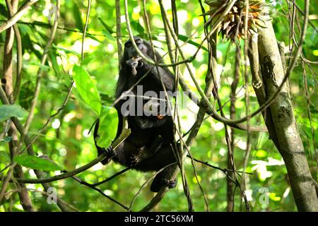 Ein Käppchen-Makaken (Macaca nigra) isst eine Frucht, während er sich um ein Kleinkind kümmert, da es auf einer Lianenrebe im Tangkoko-Wald in Nord-Sulawesi, Indonesien sitzt. Primaten gehören neben Nashornvögeln und anderen Wildtieren zu den großkörnigen, fruchtfressenden Tierarten, die für die Regeneration des Waldes unverzichtbar sind. Laut einem Bericht, den ein Team der Wildlife Conservation Society in diesem Jahr erstellt hat, werden große Samen von Baumarten mit hoher Kohlenstoffkapazität verteilt. Mit anderen Worten, sie sind wichtig, um die Erwärmung des Planeten zu verlangsamen. "Der Verlust dieser Arten wird die Zusammensetzung der Wälder verändern:... Stockfoto