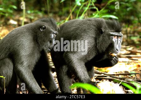 Makaken (Macaca nigra) ernähren sich von einer Kokosfrucht im Tangkoko-Wald, Nord-Sulawesi, Indonesien. Die Auswirkungen des Klimawandels, die wichtige Faktoren für das Mikroklima der Wälder sind, beeinflussen die Überlebensfähigkeit von Wildtierarten oder zwingen sie, aus geschützten Lebensräumen zu ziehen und sind mit mehr Konflikten mit Menschen konfrontiert. Ein Bericht eines Teams von Wissenschaftlern unter der Leitung von Marine Joly ergab, dass die Temperatur im Tangkoko-Wald steigt und die Fruchtfülle insgesamt abnahm. Zwischen 2012 und 2020 stiegen die Temperaturen im Wald um bis zu 0,2 Grad pro Jahr an, und... Stockfoto