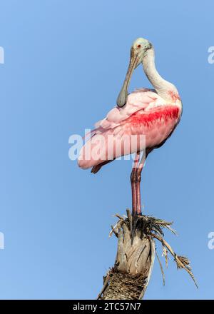 Rosenlöffelschnabel (Platalea ajaja) auf dem Baumstamm einer Palme - Florida Stockfoto