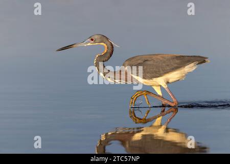 Dreifarbiger Reiher (Egretta tricolor), der seine Beute verfolgt - Florida Stockfoto