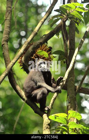 Ein Haubenmakaken (Macaca nigra) sitzt auf Lianenrebe im Hintergrund eines Obstbandes im Tangkoko-Wald, Nord-Sulawesi, Indonesien. Primaten gehören neben Nashornvögeln und anderen Wildtieren zu den großkörnigen, fruchtfressenden Tierarten, die für die Regeneration des Waldes unverzichtbar sind. Laut einem Bericht, den ein Team der Wildlife Conservation Society in diesem Jahr erstellt hat, werden große Samen von Baumarten mit hoher Kohlenstoffkapazität verteilt. Mit anderen Worten, sie sind wichtig, um die Erwärmung des Planeten zu verlangsamen. "Wenn man diese Arten verliert, ändert sich die Zusammensetzung der Wälder: Windverstreut oder kleinsämig... Stockfoto