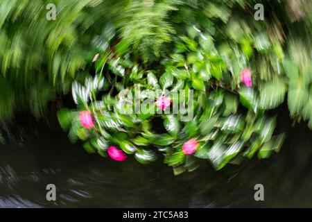 Blumenabstrakt als Naturhintergrund. ICM-Effekt für beabsichtigte Kamerabewegung. Kopierbereich. Stockfoto