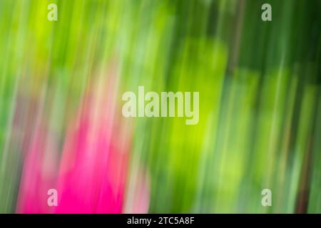 Grüne und rosa Blattpflanze in abstrakter Form. Bewegungsunschärfe für traumhafte und malerische Effekte. Stockfoto