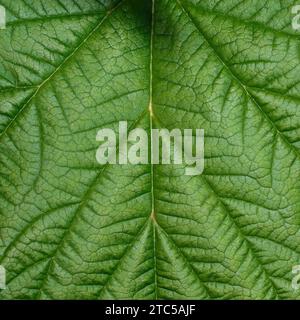 Textur eines frischen, lebendigen grünen Blattes mit Adern, Nahaufnahme. Stockfoto