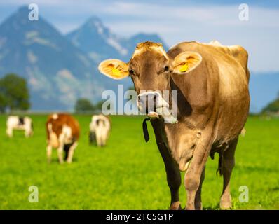 Kuh mit der Zunge, die das Gesicht leckt. Lustige Nutztiere. Verrückte Kühe. Der Wahnsinn der Kuh macht Spaß. Kuh auf der Almwiese. Kuh weidet auf der Wiese. Stockfoto