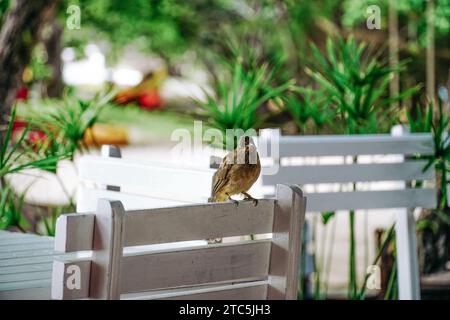 Gewöhnlicher Gartenvogel auf Stuhl. Männlicher Hausspatz. Selektiver Fokus. Stockfoto