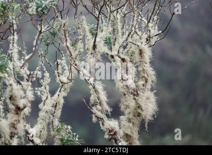 Eine üppige Fischgrätenbartflechte (Usnea filipendula) im Chingaza-Nationalpark, Kolumbien Stockfoto