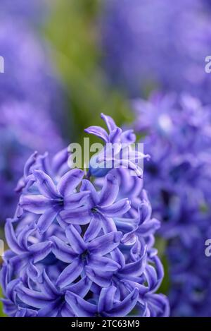 Hyazinth Blue Pearl, dunkelblaue Röschen mit blassen Blütenblättern Stockfoto