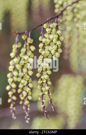 Stachyurus chinensis, chinesischer Stachyurus, hängend, katzenähnliche Sprays von blassgelben, schalenförmigen Blüten, Winter - Frühling. Stockfoto