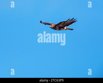 Bussard Buteo buteo im Flug über einen Pool mit Reedbeet, von North Hide, Westhay Moor National Nature Reserve, Somerset Wildlife Trust Reserve, Aval Stockfoto