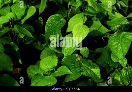 Frische, zarte Blätter von Piperbetle auf dem Bauernhof. (Gebräuchlicher Name: Betelblatt) Stockfoto