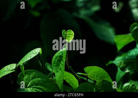 Frische, zarte Blätter von Piperbetle auf dem Bauernhof. (Gebräuchlicher Name: Betelblatt) Stockfoto