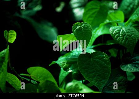 Frische, zarte Blätter von Piperbetle auf dem Bauernhof. (Gebräuchlicher Name: Betelblatt) Stockfoto