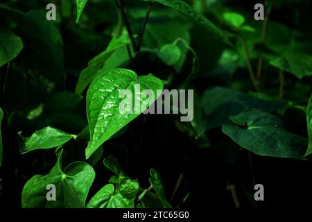 Frische, zarte Blätter von Piperbetle auf dem Bauernhof. (Gebräuchlicher Name: Betelblatt) Stockfoto