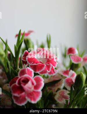 Blumenstrauß Der Jungen Blühenden Nelke Isoliert Auf Weißem Großaufnahmebild Stockfoto