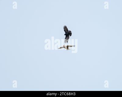 Buteo Buteo Buteo wird von einem Carrion Crow Corone Corone Corone Corone Corone Corone Corone, Dartmoor National Park, Devon, England, Vereinigtes Königreich, gemobbt. Oktober 2020 Stockfoto