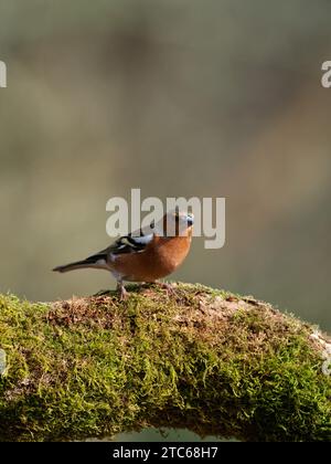 Fringella Coelebs, männlich auf einem moosbedeckten Ast in der Nähe von Bransgore, Hampshire, England, Großbritannien, Februar 2021 Stockfoto