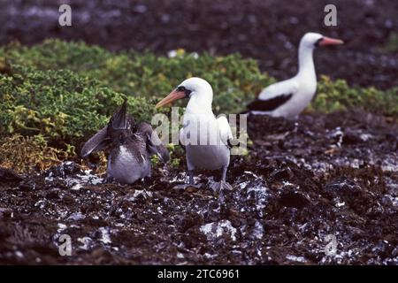 Nazca-Booby-Paar mit Chick, Galapagos-Inseln, Ecuador Stockfoto