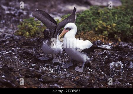 Nazca-Booby-Paar mit Chick, Galapagos-Inseln, Ecuador Stockfoto