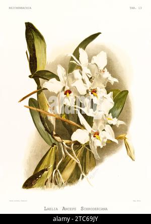 Alte Illustration der zweischneidigen Laelia (Laelia anceps). Reichenbachia, von F. Sander. St. Albans, Großbritannien, 1888 - 1894 Stockfoto