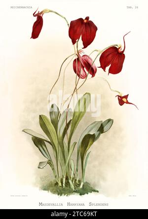 Alte Illustration der Kleinen Flagge (Masdevallia coccinea). Reichenbachia, von F. Sander. St. Albans, Großbritannien, 1888 - 1894 Stockfoto