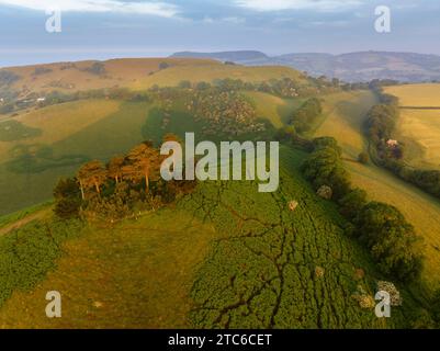 Blick aus der Vogelperspektive auf Colmer's Hill bei Sonnenaufgang an einem Sommermorgen, West Dorset, England. Sommer (Juni) 2023. Stockfoto