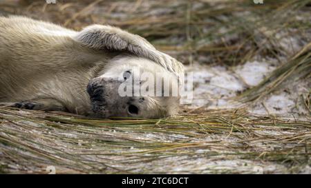 Die Robbenbabys scheinen ihre Ohren zu bedecken NORFOLK COAST, ENGLAND BEZAUBERNDE BILDER, die am 3. Dezember 2023 aufgenommen wurden, zeigen ein Roly-Poly neugeborenes Robbenjunges, das herumtobt Stockfoto