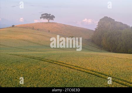 Einsamer Baum auf einem Hügel, umgeben von Sommerfeldern, Devon, England. Sommer (Juni) 2023. Stockfoto