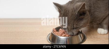 Katzen Essen Nassfutter. Tabby Gray Kitten isst Spezialessen aus der Silberschale gegen die weiße Wand. Nahaufnahme. Süße hungrige Katze zu Hause. Inländisch Stockfoto