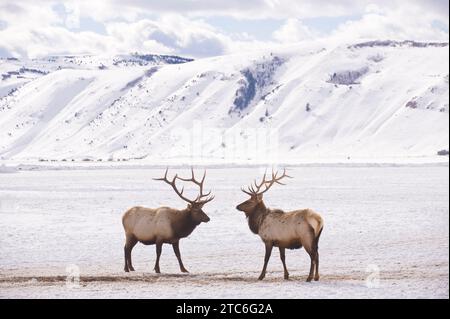 Zwei Bullen-Elche streiten miteinander auf dem Elchschutzgebiet in der Nähe von Jackson, Wyoming. Stockfoto