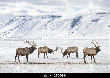 Zwei Bullen-Elche streiten miteinander auf dem Elchschutzgebiet in der Nähe von Jackson, Wyoming. Stockfoto