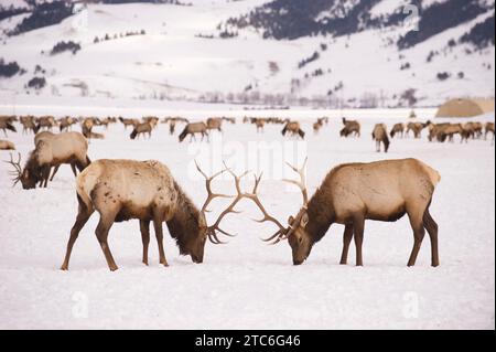 Zwei Bullen-Elche streiten miteinander auf dem Elchschutzgebiet in der Nähe von Jackson, Wyoming. Stockfoto